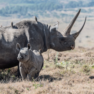 Black Rhino